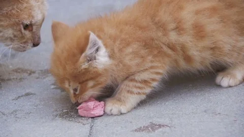 Homeless Red Cat with a Kitten on the Street Eating Food. Slow Motion Stock Footage