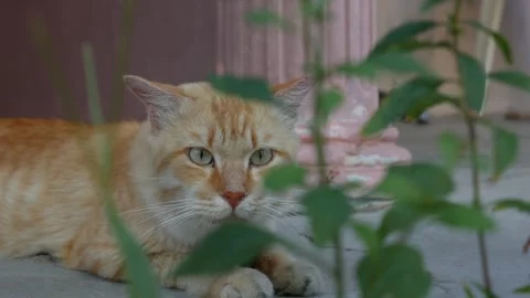 Homeless red cat looking at the camera. Concept of stray animals. Stock Footage 312109566