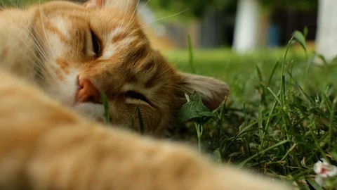 Homeless red cat lying on the grass and sleeping, closeup muzzle. 4 k video Stock Footage 108324857