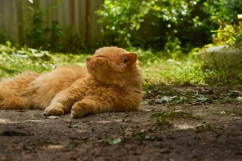 Homeless red cat lying on ground Stock Photos
