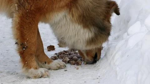 A homeless red dog eats bones Stock Footage 317183408