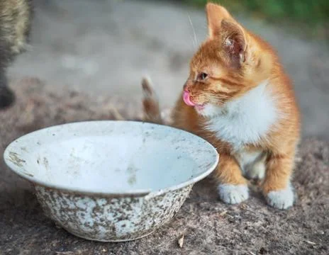 Homeless, sick, hungry red kitten at an empty bowl. Stock Photos