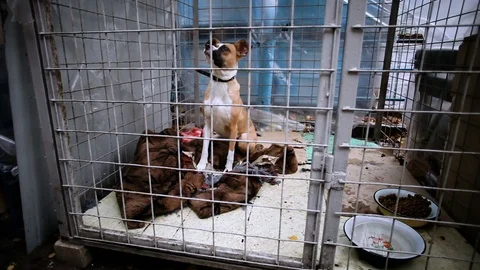 Homeless smooth-haired white with red dog behind bars in an animal shelter. HD Stockbeeldmateriaal 76364295