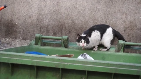 Homeless stray cat goes along dirty garbage container - Closeup Stock Footage