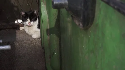 Homeless stray cat lying behind dirty garbage container - Closeup Stock Footage 78605668