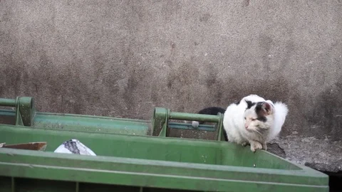 Homeless stray cat lying on filthy garbage container - Closeup Stock Footage 78605215