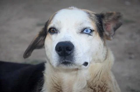 Homeless street dog with multi-colored eyes, portrait Stock Photos