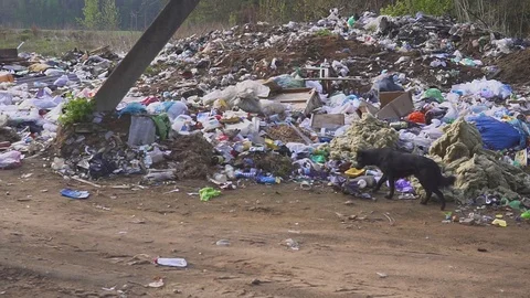 Homeless street dogs search for food in garbage trash. country dump Stock Footage