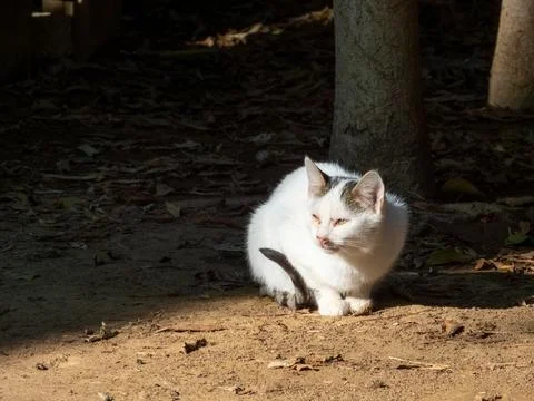 Homeless white cat basks in the rays of the morning sun Stock Photos