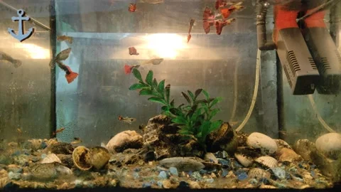 Homemade aquarium in prison cell Stock Footage 150128085