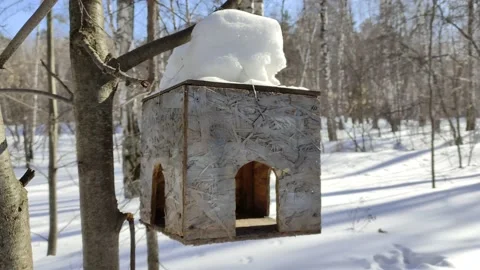 A homemade bird feeder is fixed on a tree in a winter forest. Stock Footage 150696529