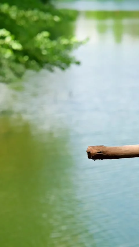 Homemade bungee on the lake Stock Footage 335278033