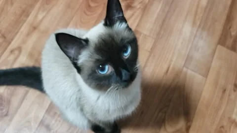 Homemade cat Kasya Stock Footage 310806732