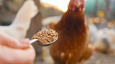 Homemade chicken eats grain from a kitchen spoon. Slow motion. Close-up Stock Footage 126155051
