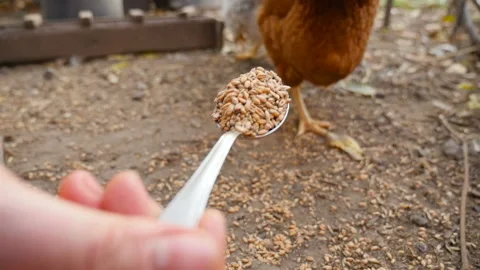 Homemade chicken eats grain from a spoon. Slow motion. Close-up Stock Footage 126156115