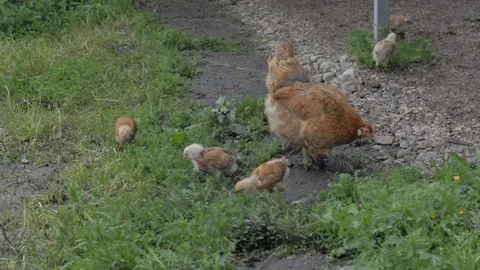 Homemade chicken for a walk Stock Footage 77682012