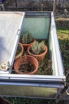 Homemade cold frame opened for a warm day, pots of plants, makeshift garden Stock Photos