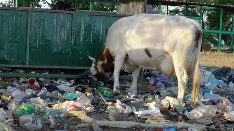 The homemade cow eats waste of a plastic bag in street garbage. Stock Footage 199397430