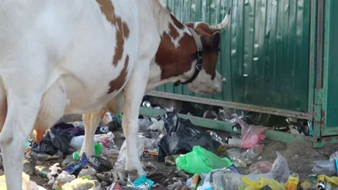 The homemade cow eats waste of a plastic bag in street garbage. Stock Footage 199397473