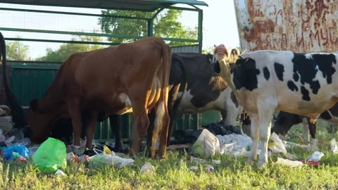 The homemade cow eats waste of a plastic bag in street garbage. Cows eat home Stock Footage 199397722