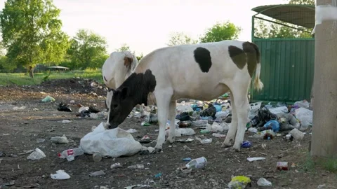 The homemade cow eats waste of a plastic bag in street garbage. Cows eat home Stock Footage 199398081
