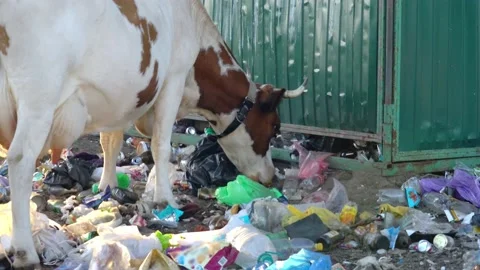 The homemade cow eats waste of a plastic bag in street garbage. Cows eat home Stock Footage 199398140