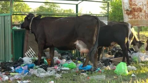 The homemade cow eats waste of a plastic bag in street garbage. Cows eat home Stock Footage 199398339