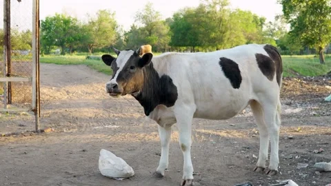 The homemade cow eats waste of a plastic bag in street garbage. Stock Footage 199843599