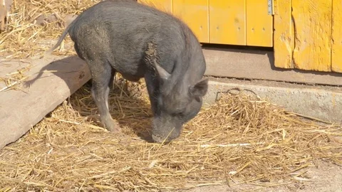 A homemade dwarf gray piglet is playing with a decorative pumpkin. Stock Footage 80689121