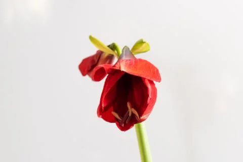 Homemade flower blooms in red. Stock Photos