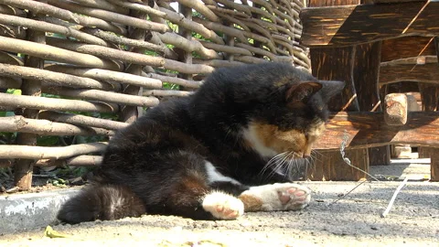 Homemade funny cat Stock Footage 120042890