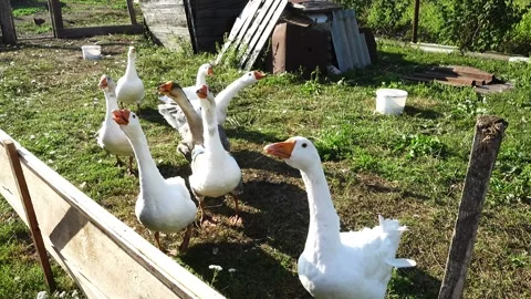 Homemade geese sit in the garden plot and asks for food. Stock Footage 170370365
