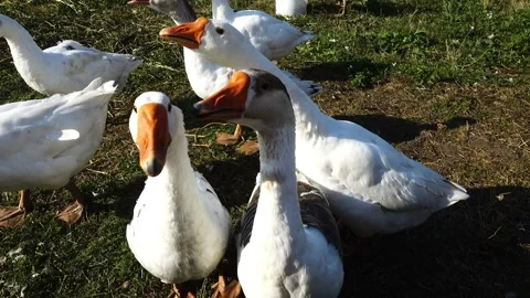 Homemade geese sit in the garden plot and asks for food. Stock Footage 170420049