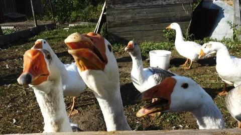 Homemade geese sit in the garden plot and asks for food. Stock Footage 170591165