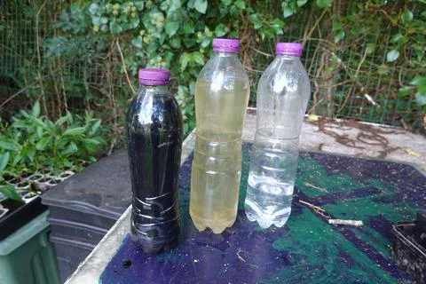 Homemade liquid fertilizer evolving in plastic bottles, showing organic pla.. Stock Photos