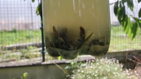 Homemade Plastic Bottle Trap Filled with Trapped Asian Hornets hanging Outdo Stockbeeldmateriaal 344065267