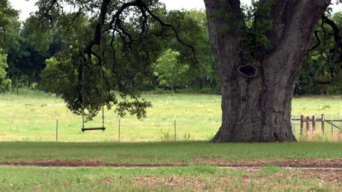 Homemade Swing Set Under a Large Tree in the Summer Heat of Texas Stock Footage 147105176