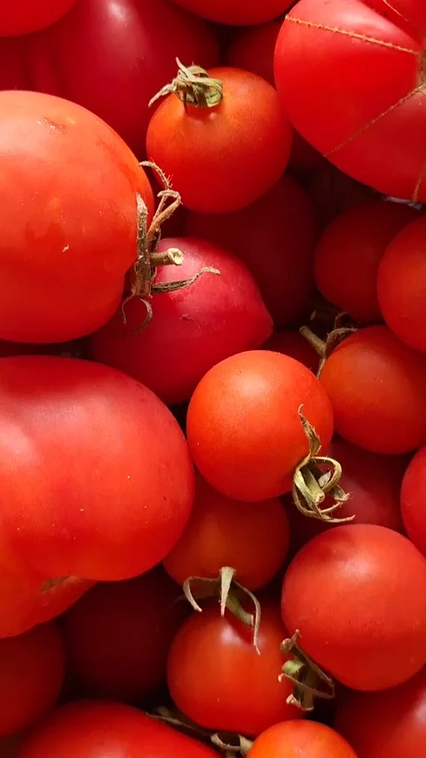 Homemade tomatoes Stock-Footage 344480058