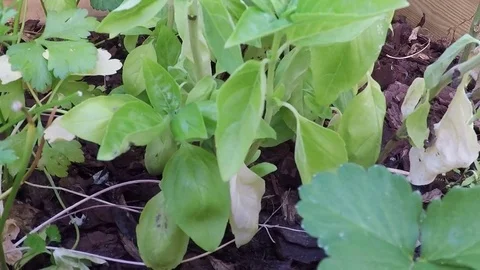 Homemade vegetable garden Video stock 76580733