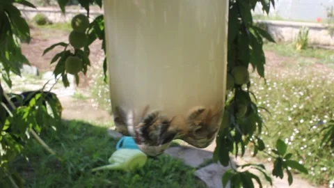 Homemade wasp trap hanging from a fruit tree in a garden Stock Footage 346531640