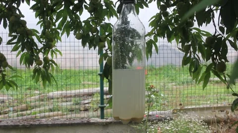 Homemade Wasp Trap Hanging from Tree Branch in Orchard (1) Stockbeeldmateriaal 343460159