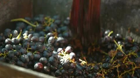 Homemade Wine Production Stock Footage