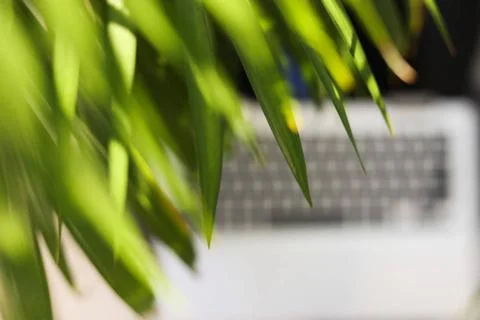 Homeoffice und Workation: Corona hat das Arbeiten verändert Homeoffice und.. Stock-Fotos