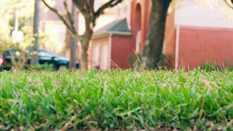 Homeowner pushing a cart fertilizing his lawn slow motion Stock Footage
