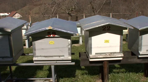 Homes for honey bees Stock Footage 36112299