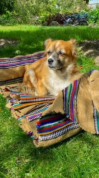 Homespun carpets are spread out in a garden with a dog resting on them duri.. Stock Photos