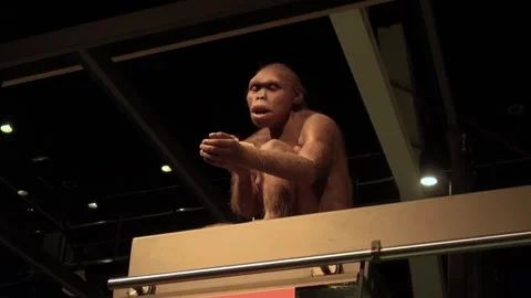 Hominid ape primate puppet statue evolution CosmoCaixa Barcelona Stock Footage 327217296