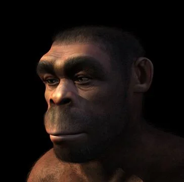 Homo Erectus Portrait Stock Illustration