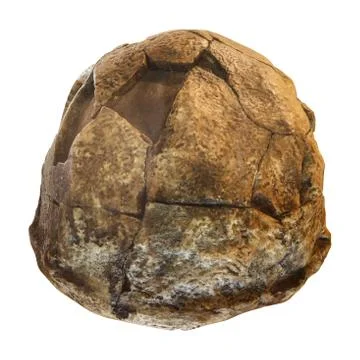 Homo erectus skull ( Back view ) . Discovered in 1969 in Sangiran , Java , In Stockfoto's