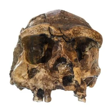 Homo erectus skull ( Front view ) . Discovered in 1969 in Sangiran , Java , I Stockfoto's